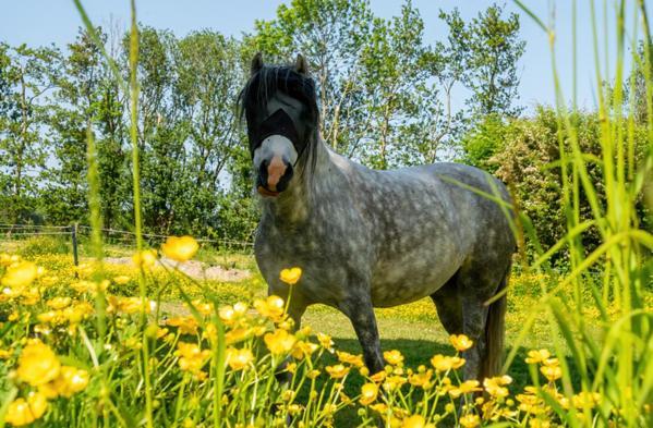 Natuurhuisjes Lust En Last Sommelsdijk Екстер'єр фото